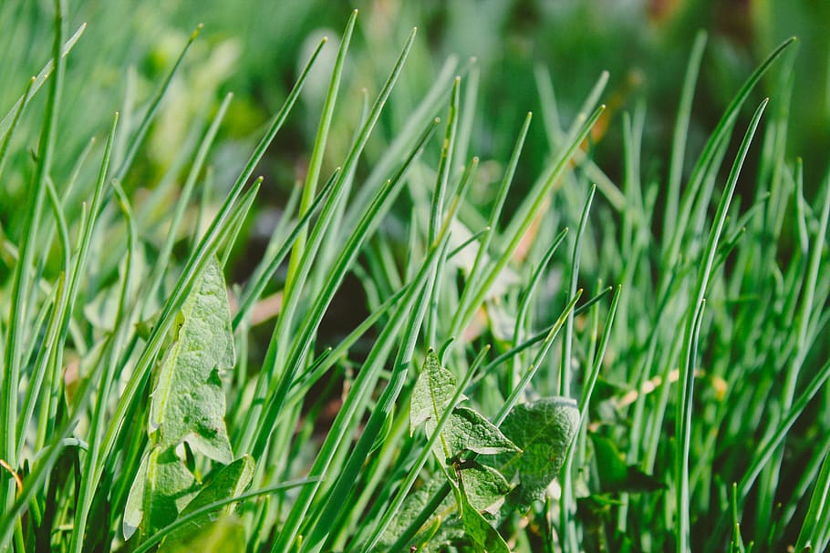 green grass at daytime, green grass, zoom, photography, weed HD wallpaper