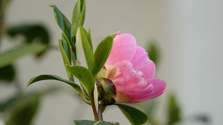 nature, plant, flower, leaf, flowering plant, freshness, beauty in nature HD wallpaper