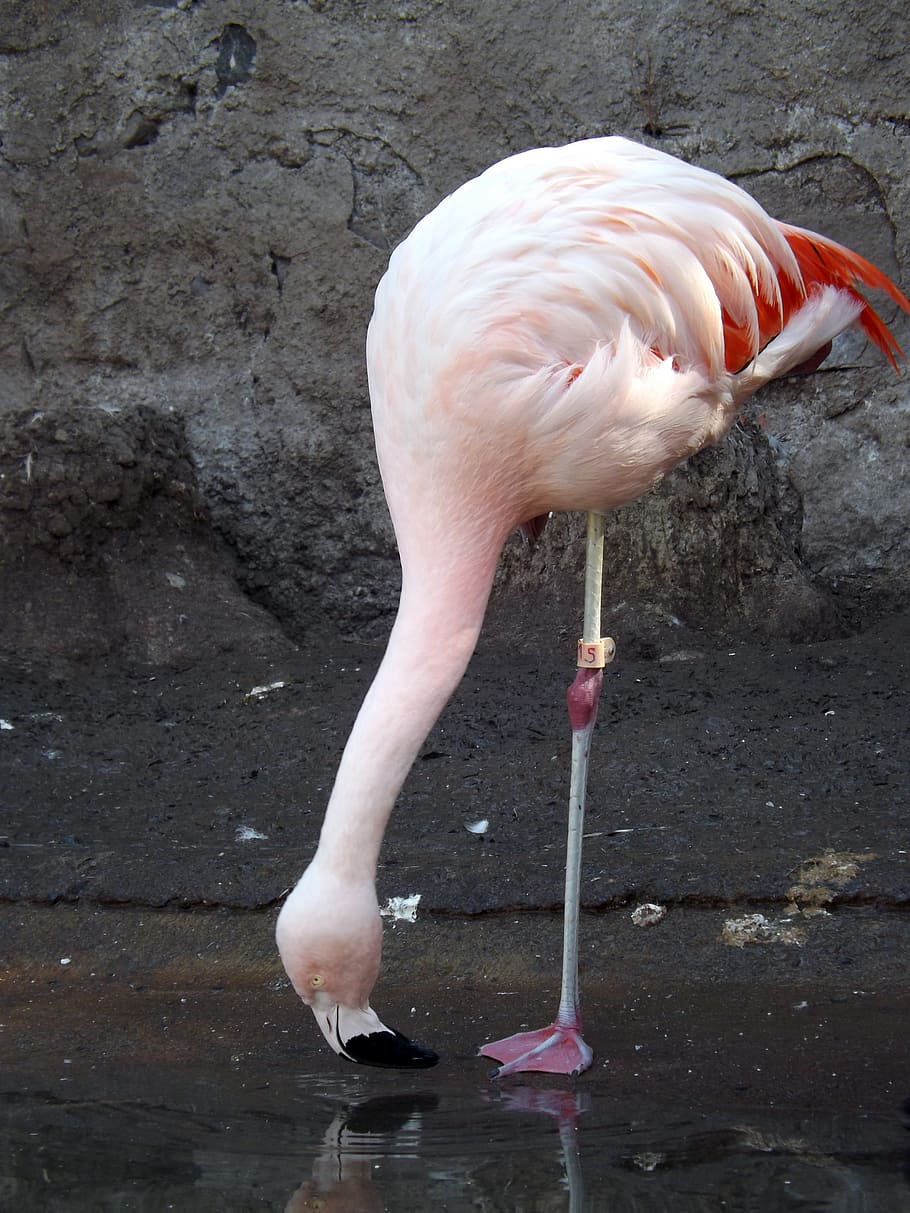 flamenco, birds, zoo, animal themes, animal wildlife, water HD wallpaper