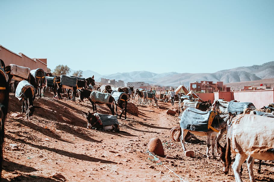 Berber Market, Morocco, horse standing on brown soil during daytime HD wallpaper