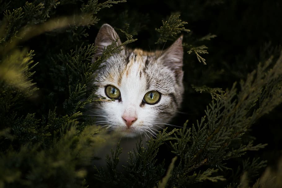 adorable, animal, cat, cute, feline, pet, animal themes, one animal HD wallpaper
