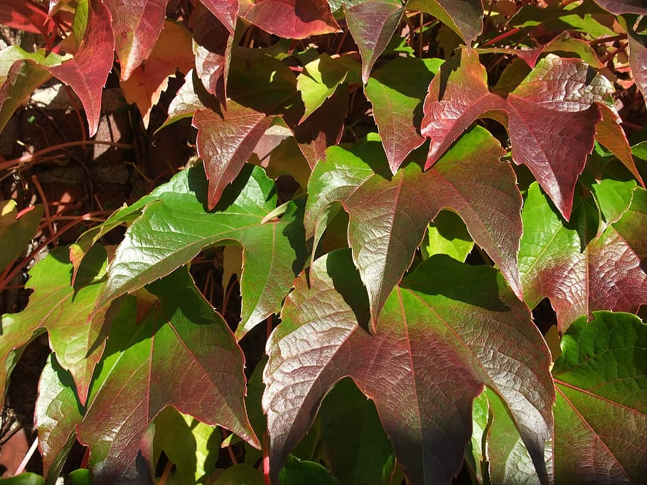 closeup photo of brown-and-green leaf plant, wine, climber HD wallpaper