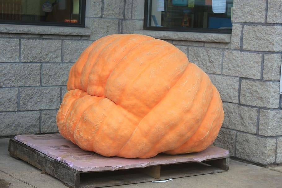 pumpkin, giant pumpkin, massive, orange, halloween, autumn HD wallpaper