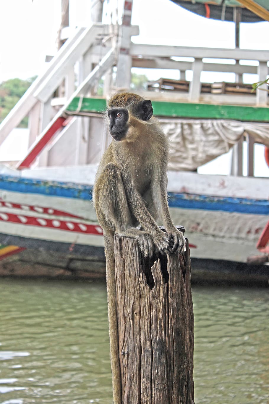 monkey, nature, cute, africa, character, animal, wildlife, ape HD wallpaper