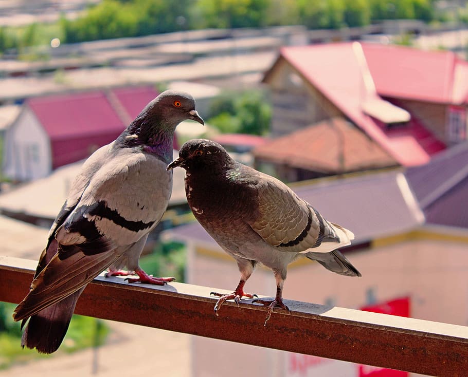 summer, balcony, pigeons, animal themes, bird, vertebrate, animals in the wild HD wallpaper