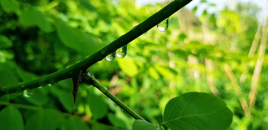 dew-drop, spring, wet, flower, water, dribble, raindrop, background HD wallpaper