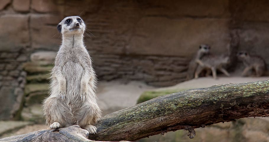 meerkat, zoo, curious, watch, animal, animal wildlife, mammal HD wallpaper