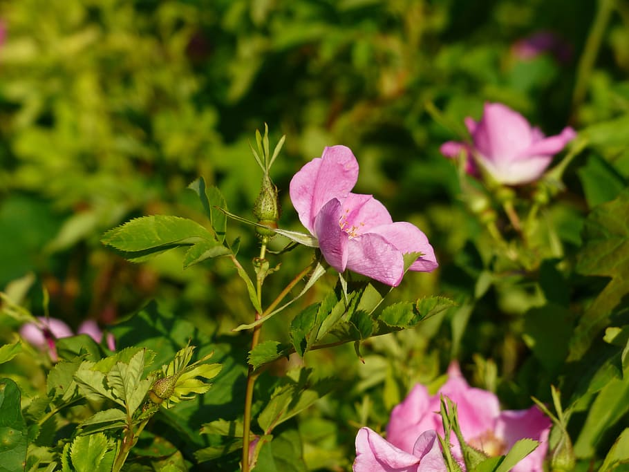 Dog Rose, Blossom, rose bloom, pink, rosa canina, hageman rose HD wallpaper