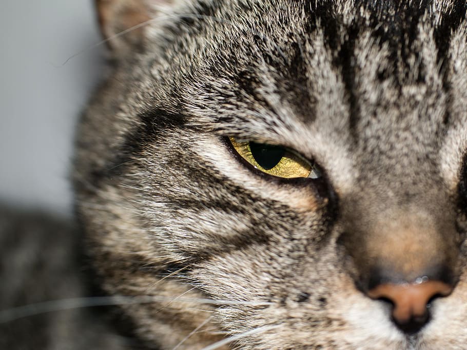cat, eye, cat's eye, view, look, watch, tiger, british shorthair cat HD wallpaper