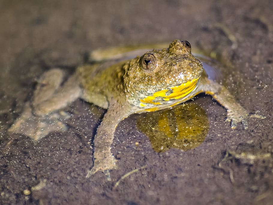 Yellow-Bellied Toad, Amphibians, nature, animal, one animal HD wallpaper