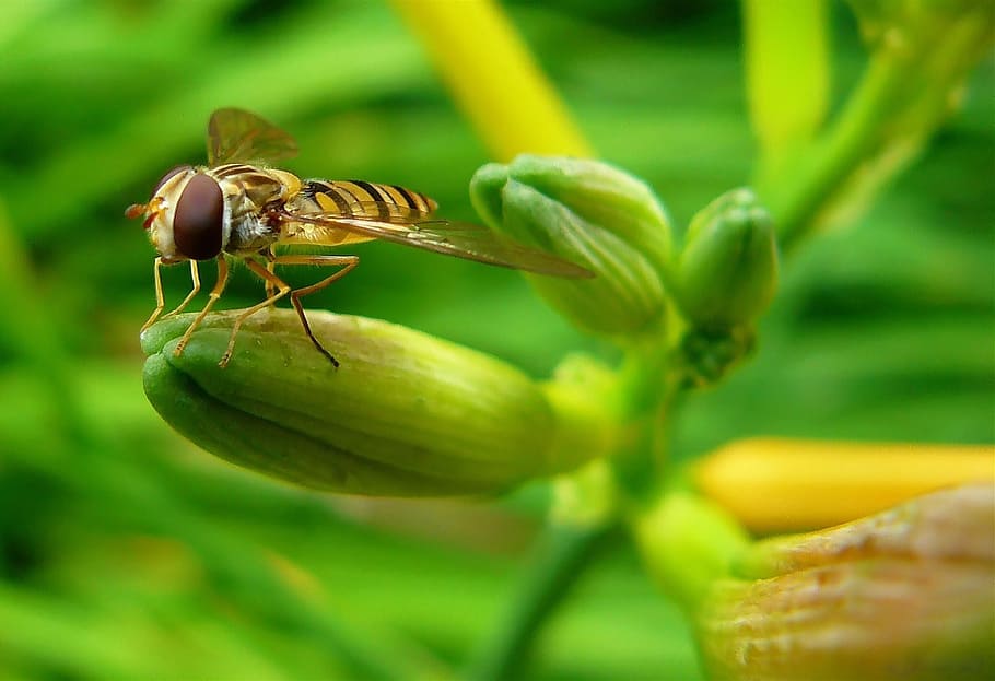 hover wasp, hoverfly, insect, insect macro, nature, blossom HD wallpaper
