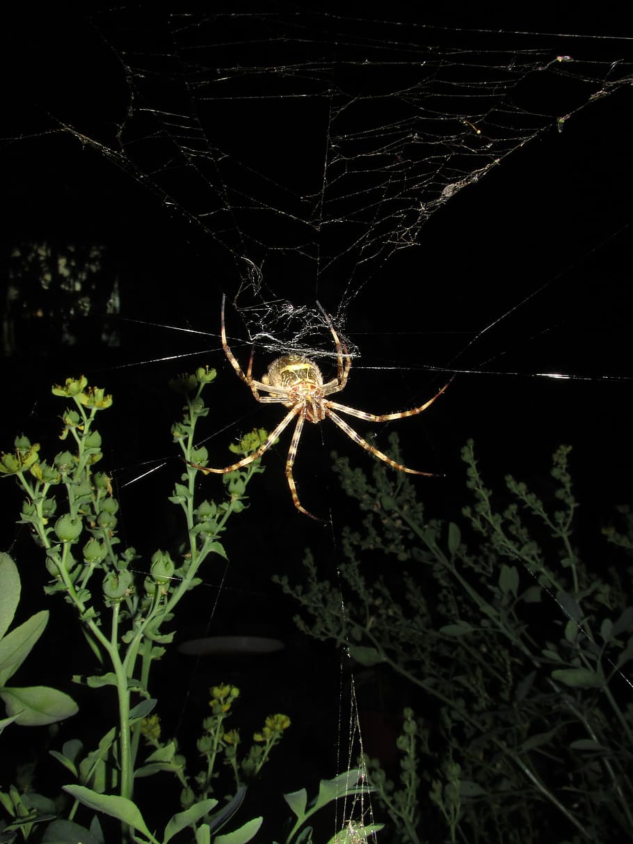 spider, argiope argentata, night, spider web, arachnid, fragility HD wallpaper