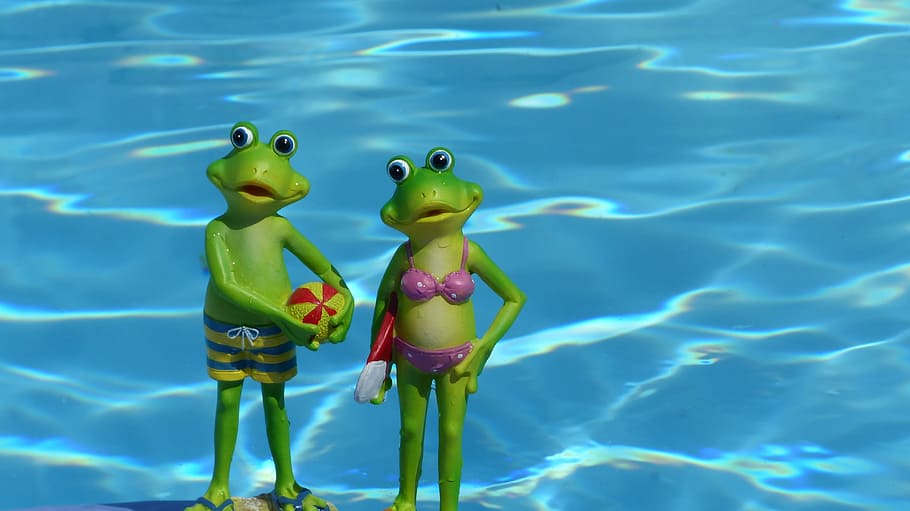 frog, summer, water, decorative items, holiday, pool, swimming pool HD wallpaper