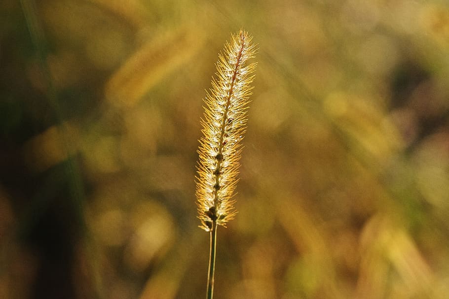 dawn, summer, sun, grass, beautiful, blooming, blur, bright, close-up HD wallpaper