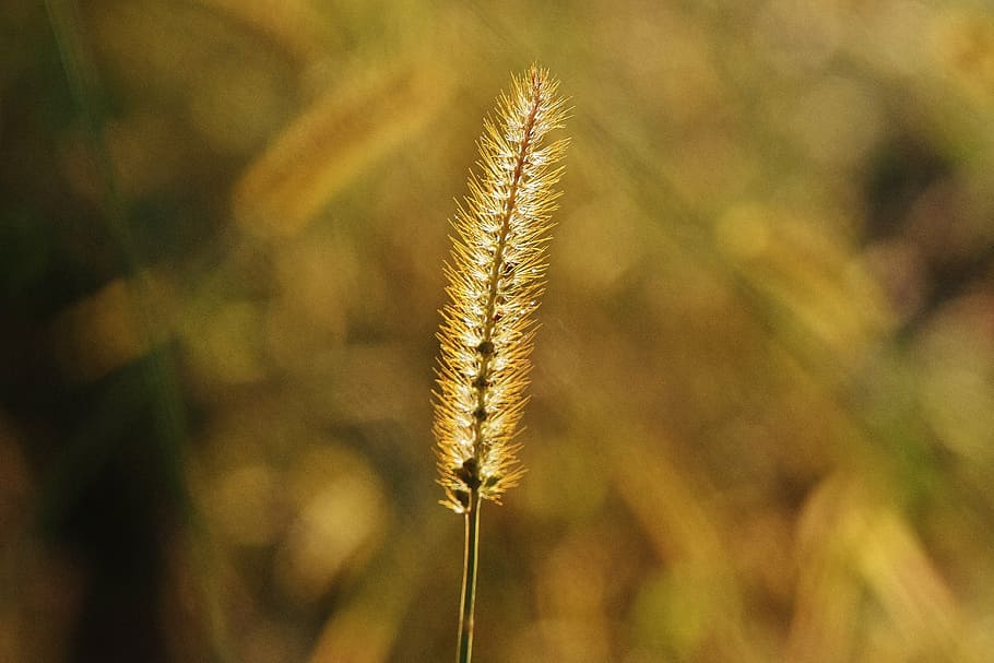 grasses, nature, plant, green, filigree, growth, no people HD wallpaper