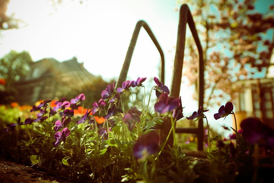 Violet Flowers from Below, grass, nature, retro, vintage, plant HD wallpaper