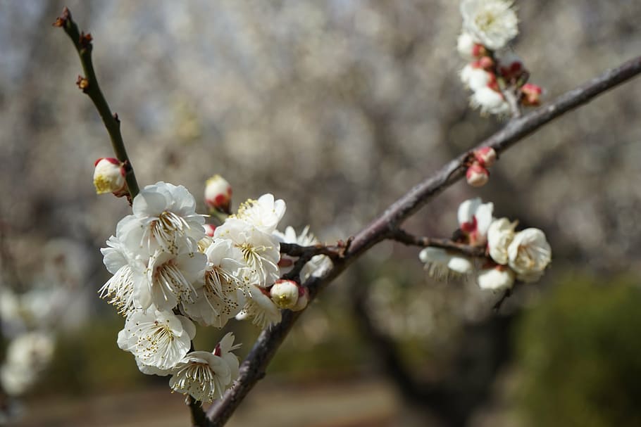 plum blossoms, flowers, spring, flowering plant, fragility HD wallpaper