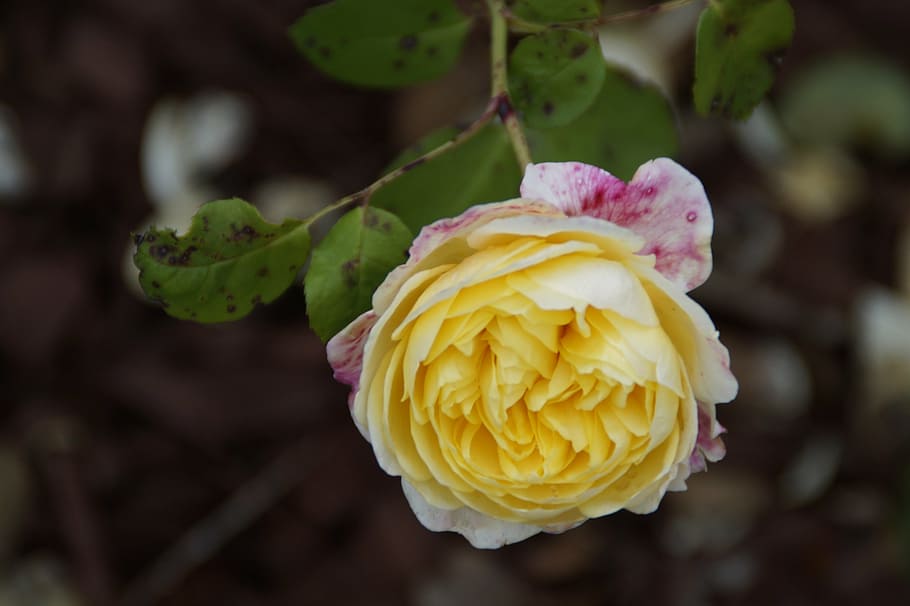 rose, flower, yellow, blossom, bloom, close, nature, close-up HD wallpaper