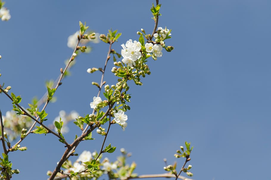 cherry, flower, leaves, branch, spring, bloom, garden, bud HD wallpaper