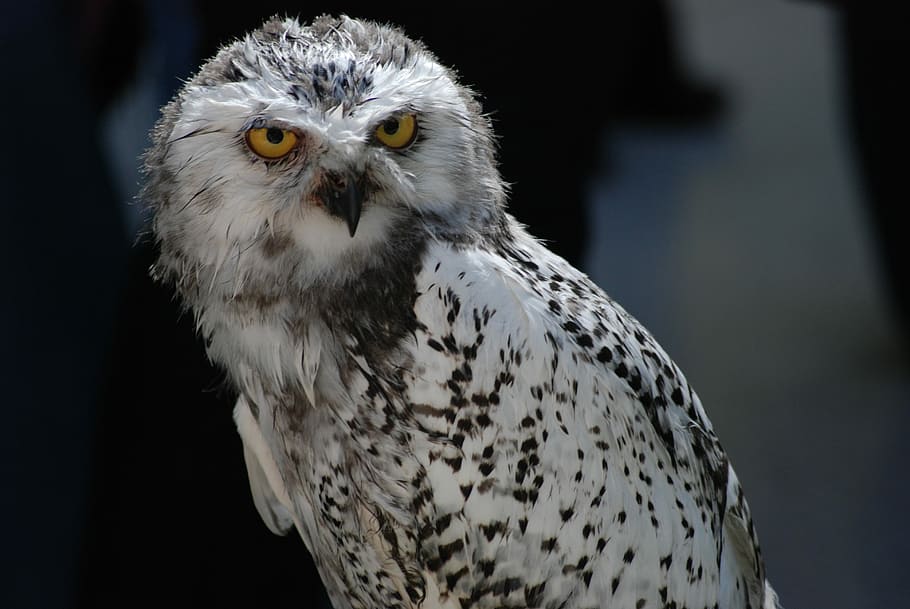 selective focus photography of owl, white and gray bird, snowy owl HD wallpaper