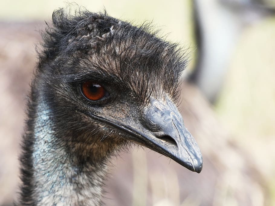 Emu, Head, Eye, Face, Fur, emu head, bill, close, flightless laufvogel HD wallpaper