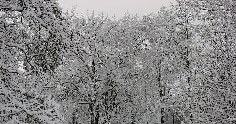 Winter, Trees, Snow, Ice, Season, landscape, white, frost, pine HD wallpaper