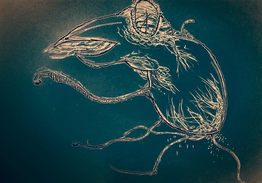 graphics, surrealism, bird, murder, sketch, horror movie, animal HD wallpaper