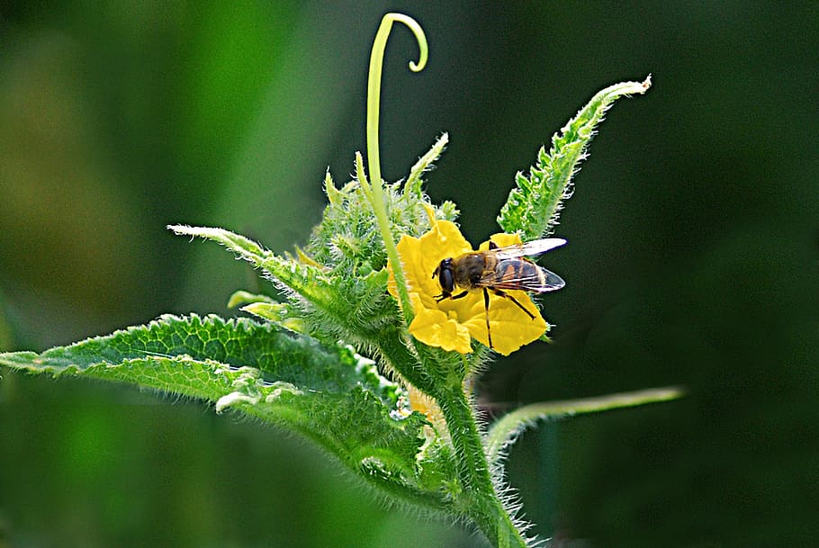 bee, blossom, potato, invertebrate, insect, animal themes, flower HD wallpaper