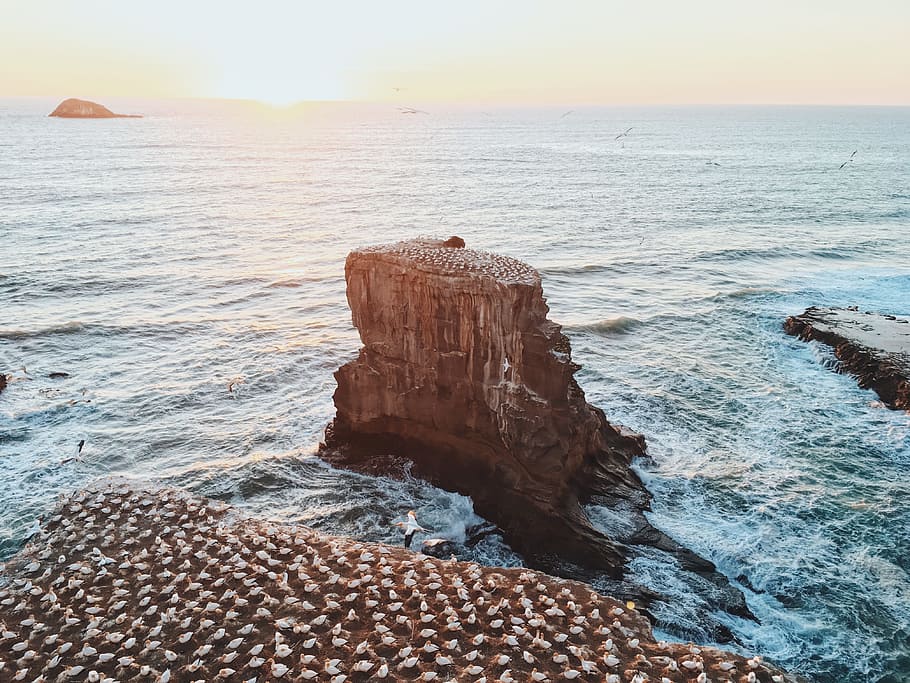 ocean, coast, birds, flock, perched, many, aerial view, cliffs HD wallpaper