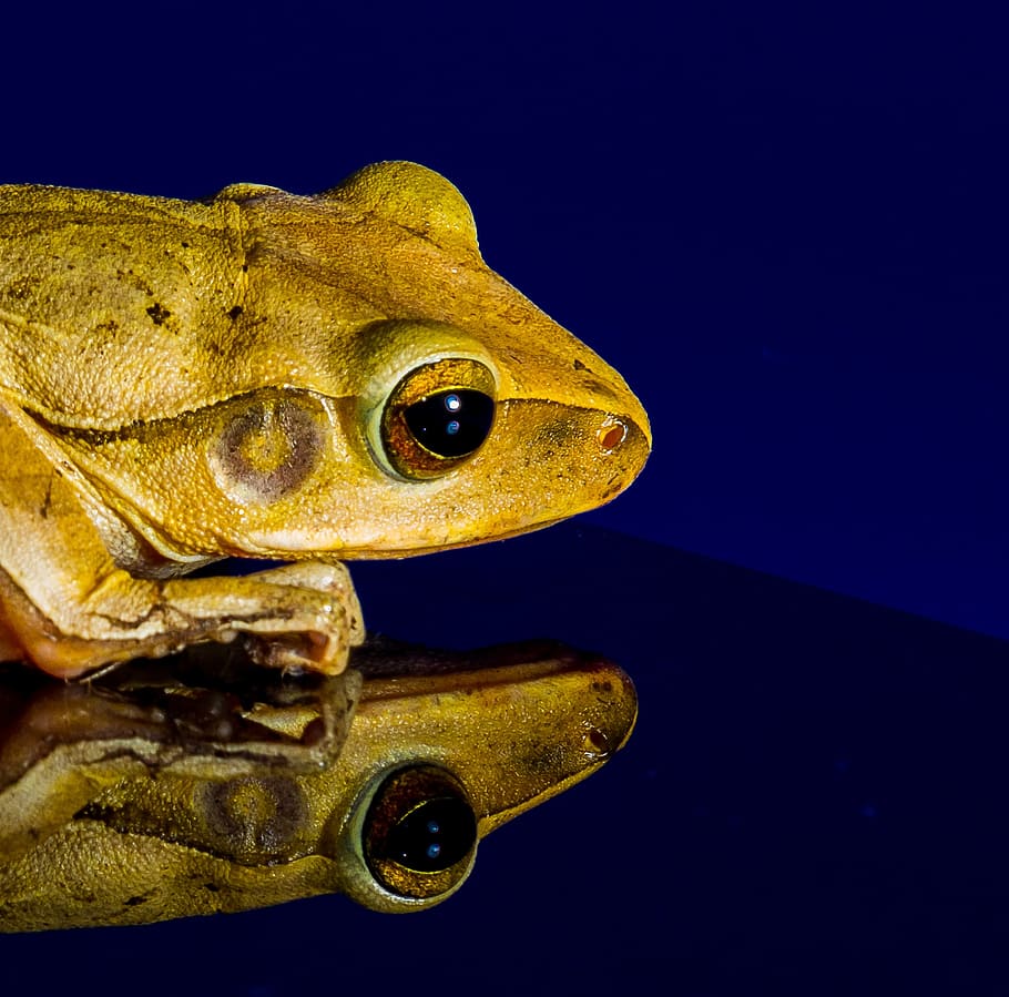 frog, toad, golden eyes, head, reflection, mirroring, animal HD wallpaper
