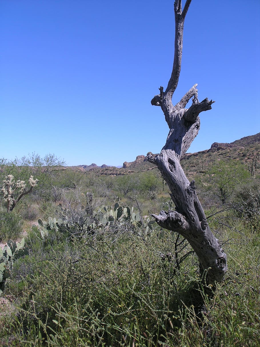 arizona, desert, tree, plant, sky, tranquility, clear sky, tranquil scene HD wallpaper