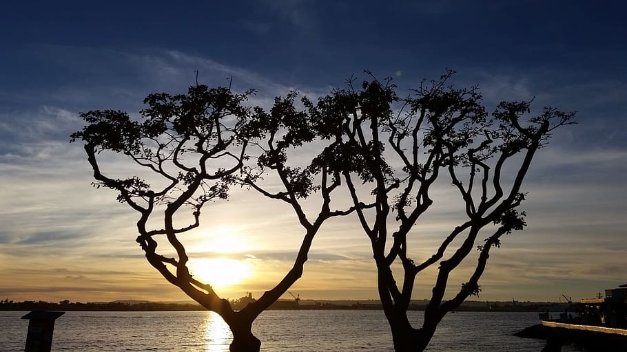 Tree, Sunset, Nature, Landscape, light, sunshine, colorful HD wallpaper