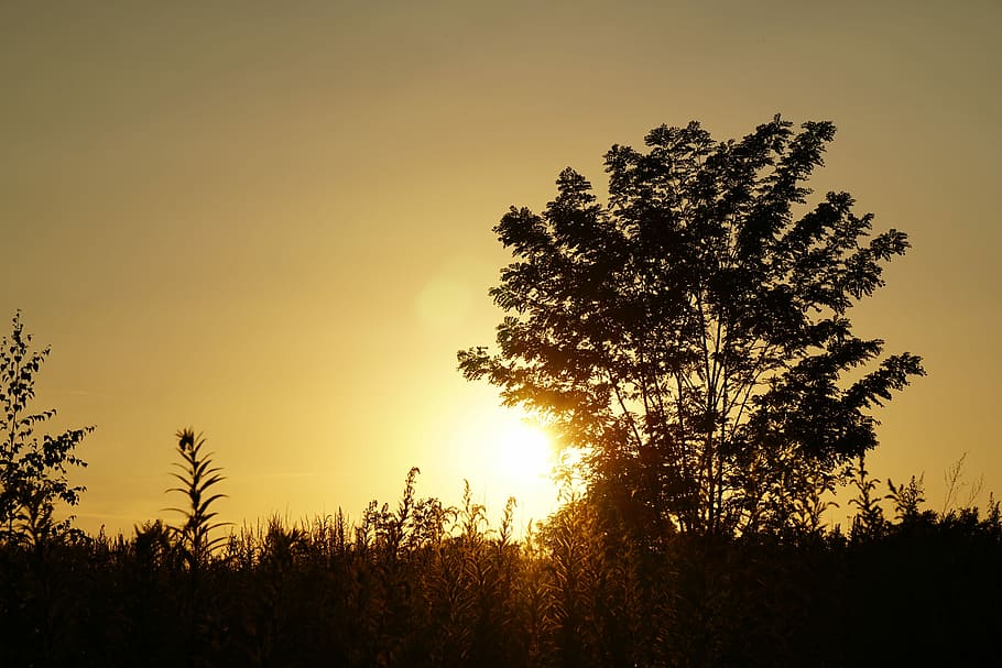 Sunset, Tree, Silhouette, Evening, Sky, evening sky, abendstimmung HD wallpaper