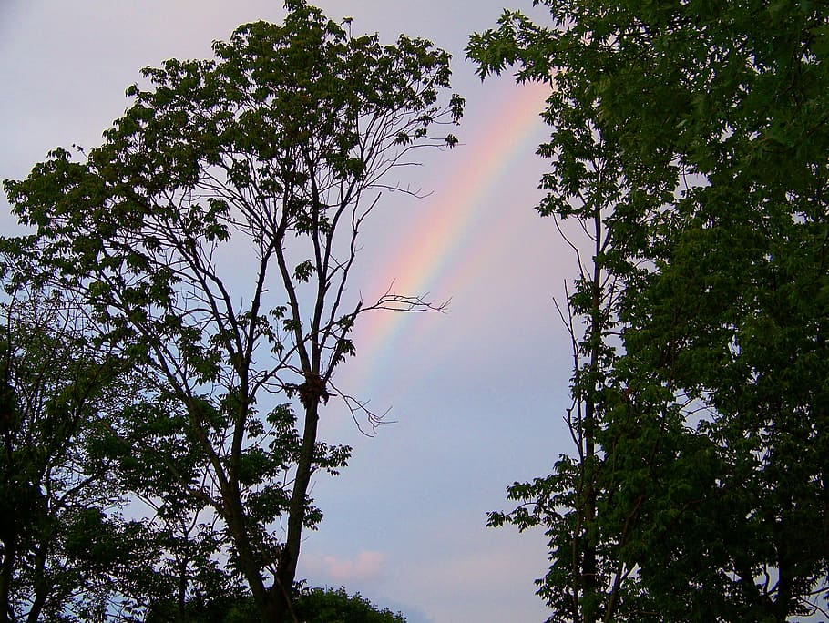 rainbow, trees, summer, colorful, environment, natural, outdoor HD wallpaper