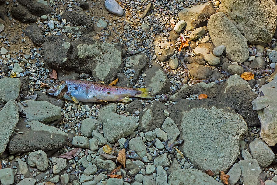 drought, lack of water, heat, fish, dead fish, fish die, stream bed