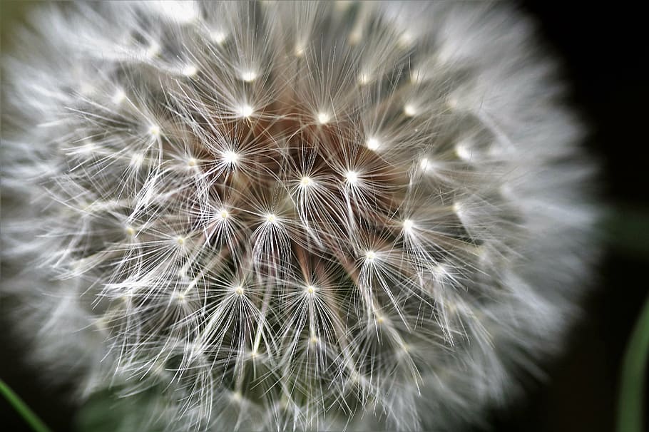 dandelion, faded, fluff, ovary, seed, soft, fragile, umbrellas HD wallpaper