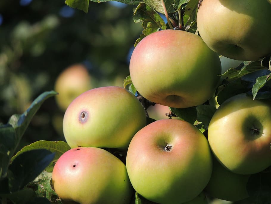 apple, apfelernte, apple tree, orchard, windfall, worm hole HD wallpaper