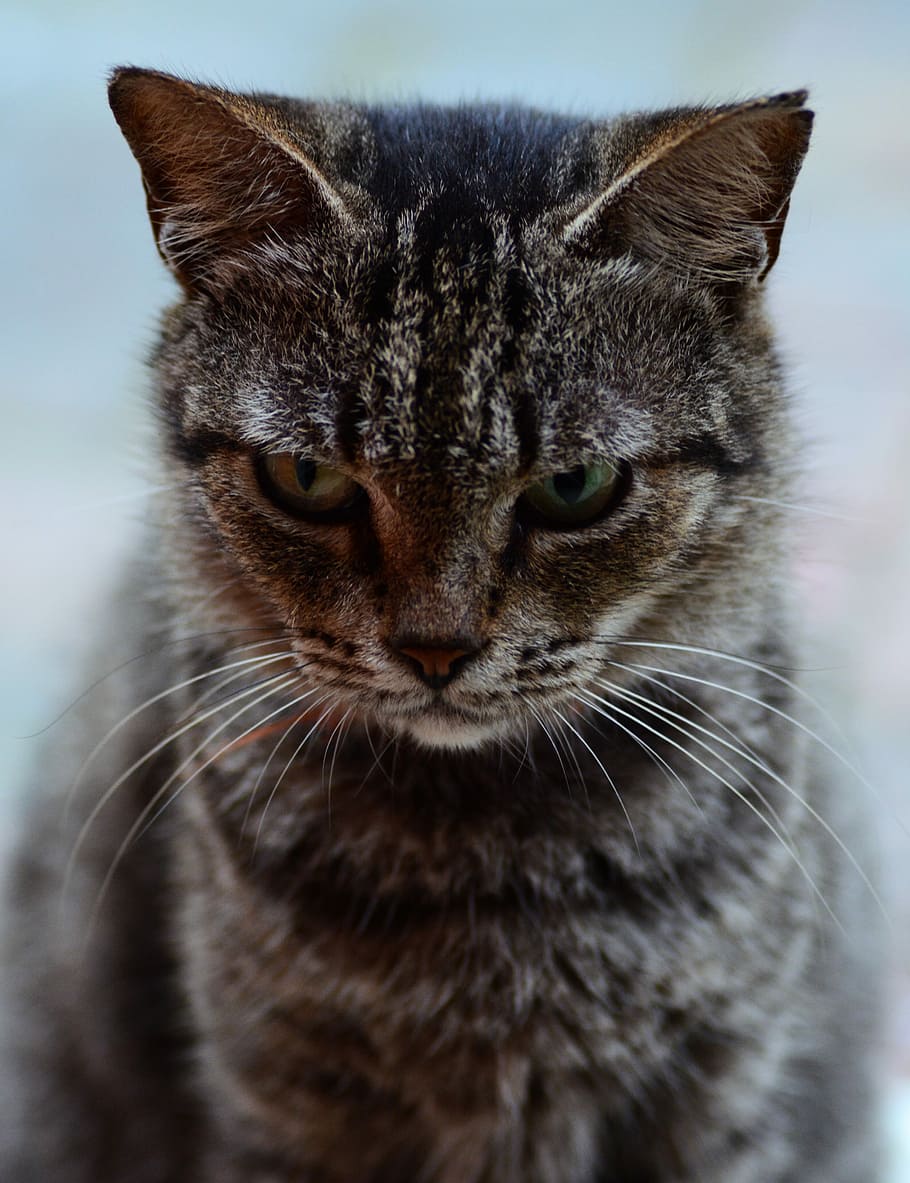 Cat, Kitty, Pet, Animal, Domestic, mammal, portrait, one animal HD wallpaper