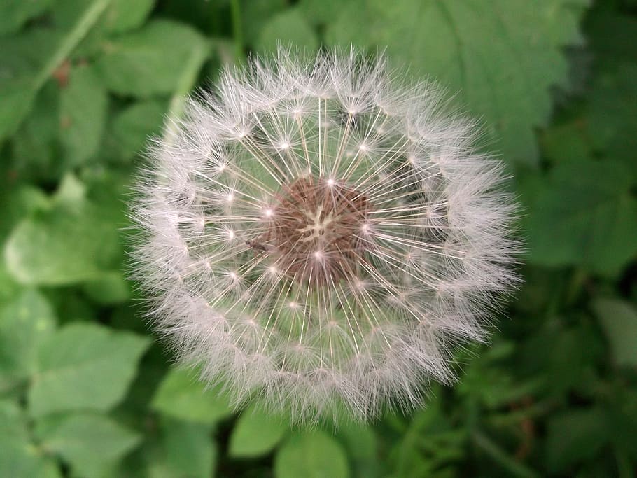 dandelion, flying seeds, wild plant, flower, fragility, flowering plant HD wallpaper