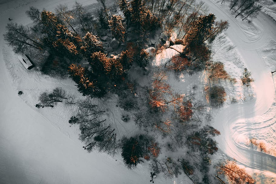 aerial photo of trees between snow covered pathway, aerial photo of brown leaf trees on snow field HD wallpaper