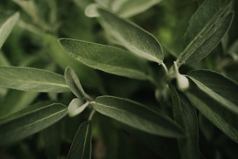 green leaf plant, selective photo of green leafed plant, leaves HD wallpaper