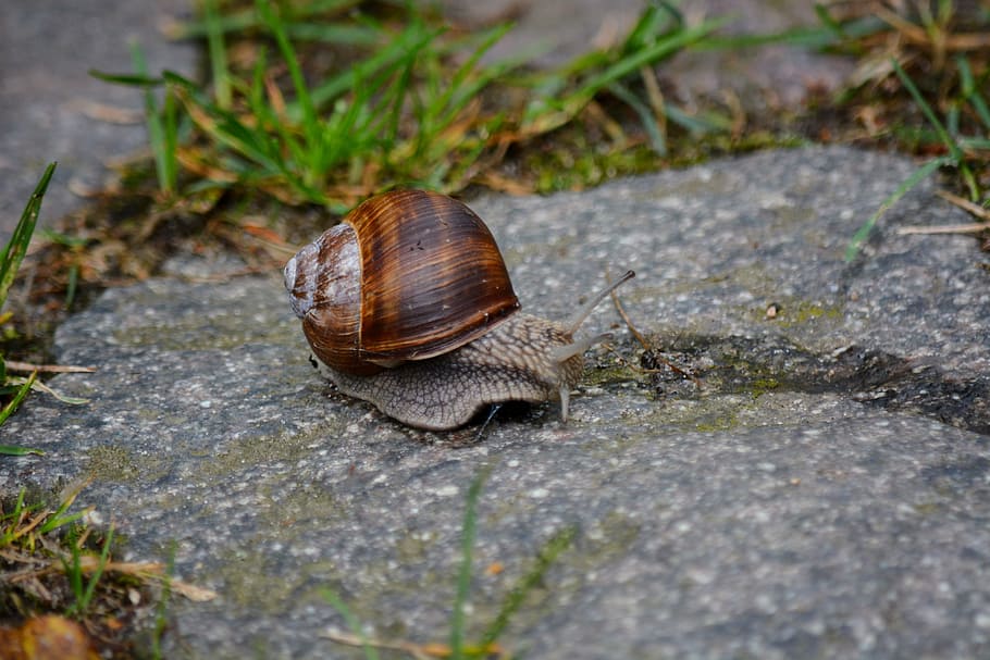 animals, snail, home, summer, animal themes, one animal, animal wildlife HD wallpaper