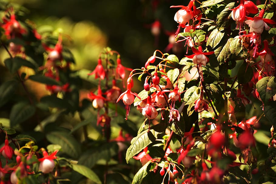 red, flowers, nature, red flower, plant, flora, growth, fruit HD wallpaper