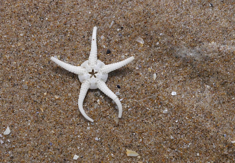 starfish, seashore, sand, maritime, animal wildlife, animal themes HD wallpaper