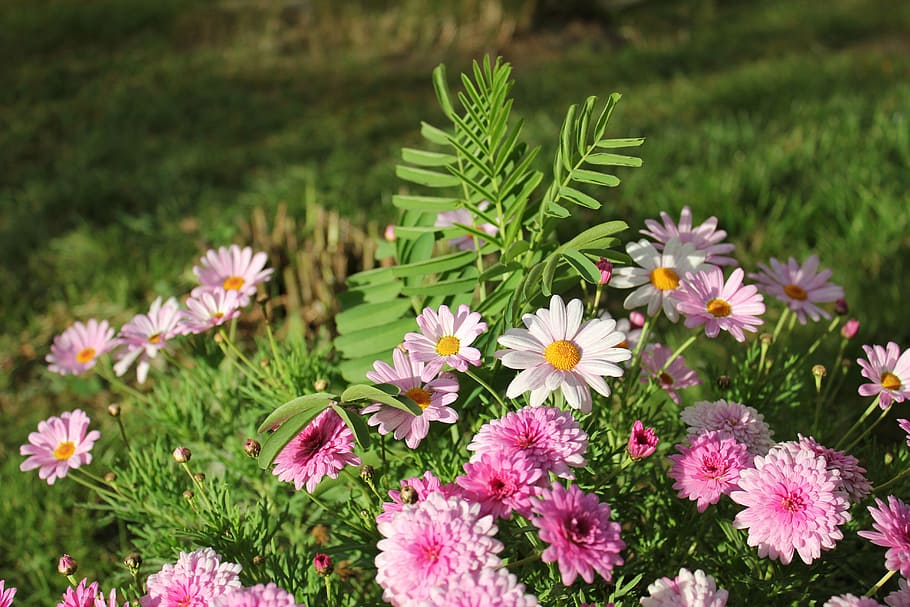 flowers, cluster, landscape, plant, flowering plant, growth HD wallpaper