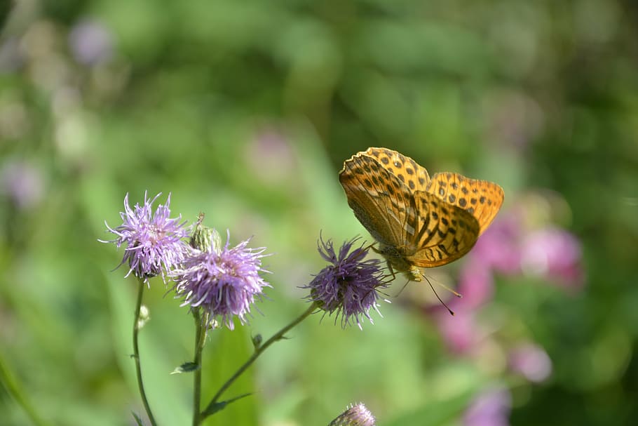 butterfly, flower, spring, nature, plant, bloom, blossom, summer HD wallpaper