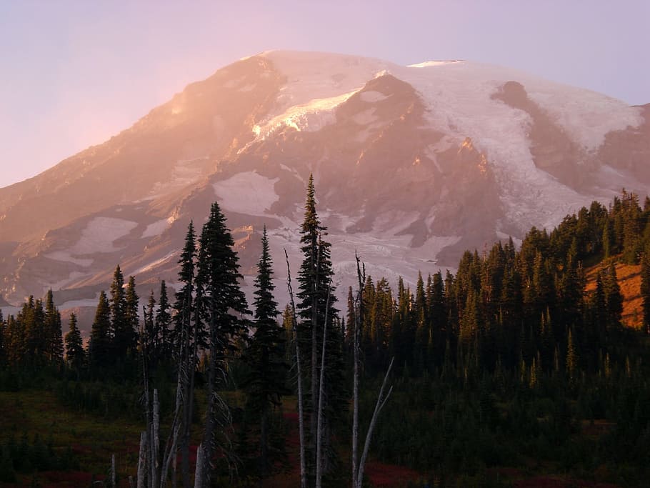 mt, rainier washington, sunset, trees, snow, mountain, beauty in nature HD wallpaper