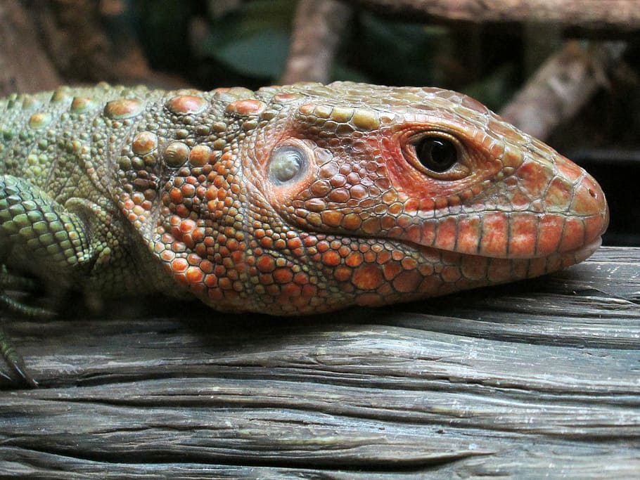 reptile, animal, lizard, eye, wildlife, nature, green, tropical HD wallpaper