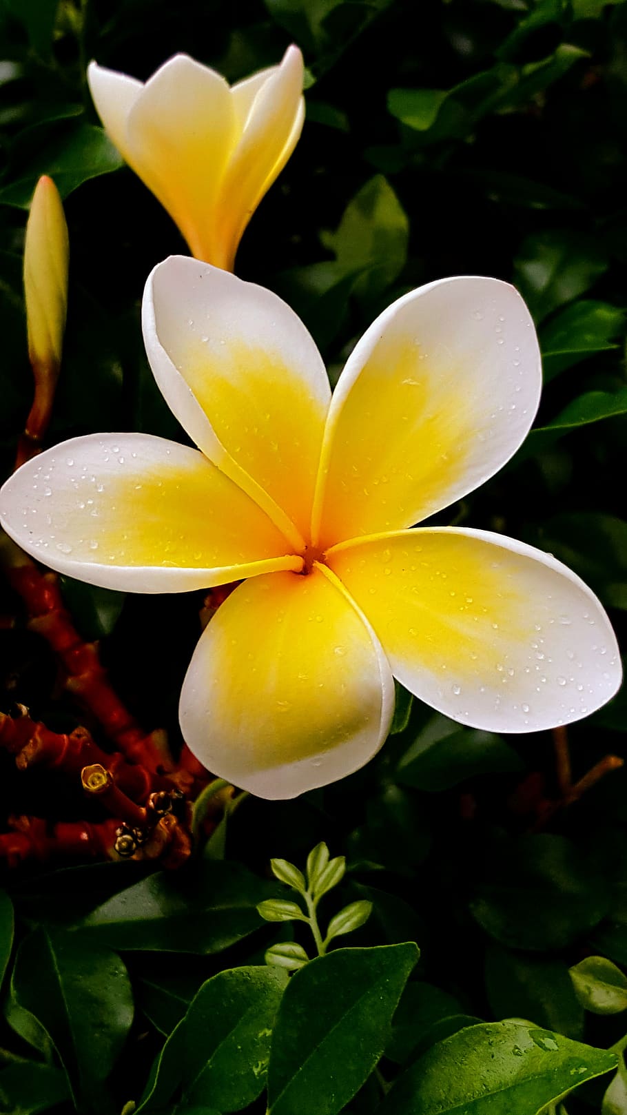 flower, nature, flora, garden, leaf, plant, growth, freshness HD wallpaper
