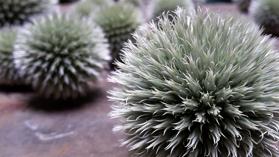 thistle, spur, sting, prickly, close-up, freshness, flower HD wallpaper